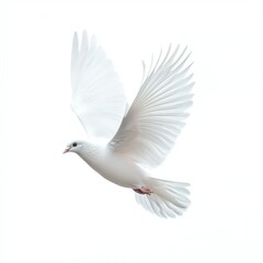 Obraz premium A white dove soars elegantly through the sky, embodying freedom and peace. Its wings are fully spread, showcasing the bird's beauty in flight against a bright white background