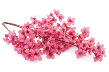 Bright pink cherry tree flowers on white isolated background close up.
