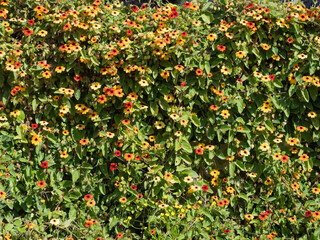 Fragment of a fence decorated with a flowering plant