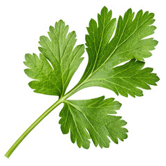 fresh green cilantro leaf isolated on transparent background