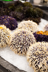 Fresh sea urchins with striking purple and white spines arranged in a bowl at the market.