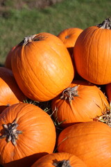 pumpkin on the ground