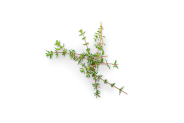 Organic stem of fresh thyme from the garden on a transparent background with shadow, top view, png