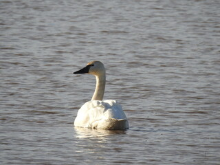 A tundra swan swimming within the wetland waters of the Blackwater National Wildlife Refuge,...