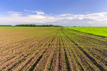 Agricultural fields. A field with rows of young green corn sprouts