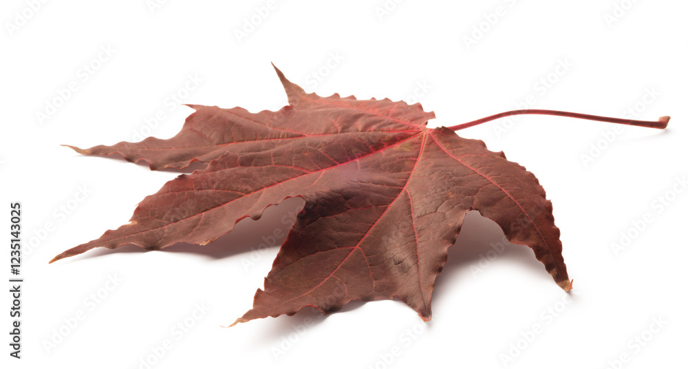 Poster Autumn maple leaf isolated on white background with shadows, clipping path  for isolation without shadows on white. Concept of autumn and the changing of the seasons