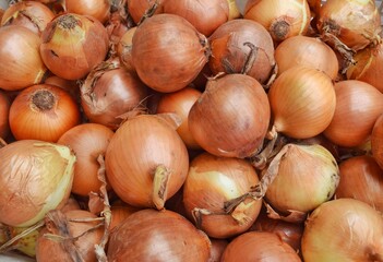 Onions are a popular cooking ingredient for making various dishes