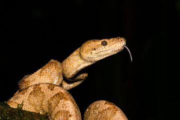 Corallus annulatus, known as ringed tree boa, annulated tree boa, northern annulated tree boa