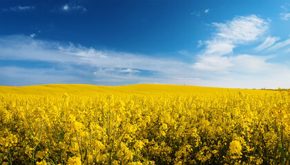 Fototapeta premium yellow rapeseed field against blue sky nature background blooming canola flowers