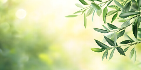 Green Olive Branch on blurred Nature Background with Copy Space