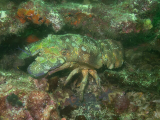 Slipper Lobster