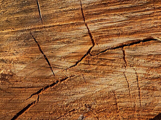 Close-up of texture of wood slice, showcasing deep cracks and fibers. Surface has warm brown color with pronounced texture and relief.