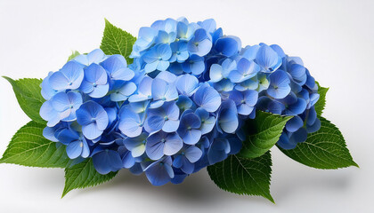 cluster of blue hydrangeas with inexperienced leaves remoted on heritage