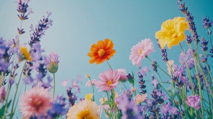 Colorful wildflowers on a blue background, a flat lay composition, top view, with space for text