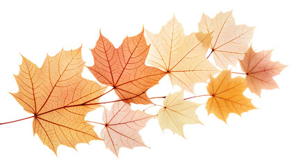 Autumn maple leaves branch in warm colors on a white background, fall nature concept
