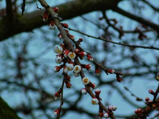 cherry blossom in spring