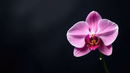 One elegant orchid flower on a dark background with soft light. Postcard for the holiday.