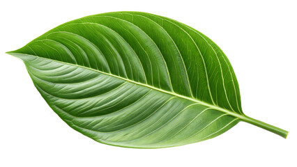 Obraz premium Fresh green leaf on white background, botanical design, nature concept