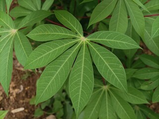 Cassava Leaves. Green Cassava Leaves. Cassava Leaves Background. Cassava Leaves Plant or Daun Singkong.