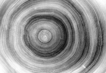 Gray ink stamp impression of end grain of wood slab. Tree rings art with texture and cracked...