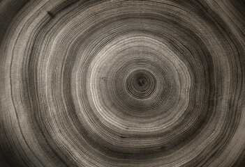 Blue gray white stamp impression of end grain of wood slab. Tree rings ripples art with texture and...