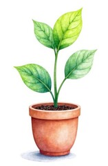 Ficus in a pot on a white background. Watercolor