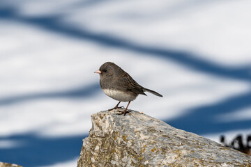 Dark-eyed Junco perching on a rock on a cold winters day. It is of the genus Junco and is a small North American bird in the New World sparrow family Passerellidae.