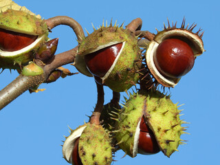 chestnut tree and some parts of it