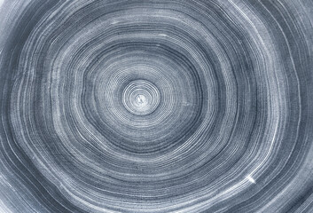 Blue gray white stamp impression of end grain of wood slab. Tree rings ripples art with texture and...