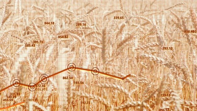 Growth charts against of ripe wheat fields symbolize agricultural expansion