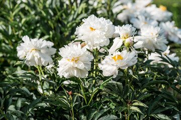 Close-up of blooming pink peonies. Peony flowers and buds in the spring garden. Green natural background. A blooming garden. Beautiful bokeh.