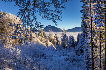 Allgäu - Winter - Schnee - Wald - Grünten - Bäume 