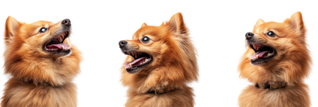 Three pomeranian dogs lined up looking upwards with happy expressions png