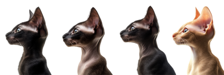 Profile view of diverse cat breeds with unique fur patterns and colors png