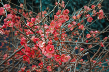 Spiny shrub of  Japanese quince ( Chaenomeles japonica ) with red flowers in spring. Toned image, small depth of field