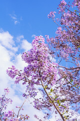 Branches of Paulownia tomentosa tree with beautiful pink flowers on sunny spring day