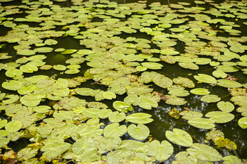 Pond with water lilies. Scenic of swamps in the park. Nature banner