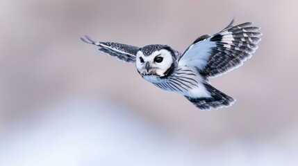 Obraz premium Snowy owl in flight, winter landscape background. Wildlife photography for nature websites