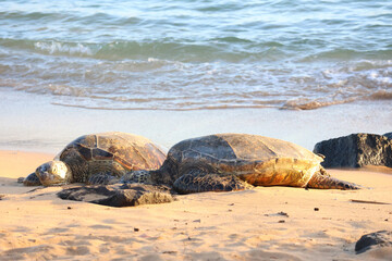 Wildlife in Kauai, Hawaii