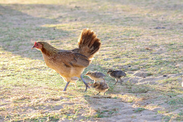 Wildlife in Kauai, Hawaii