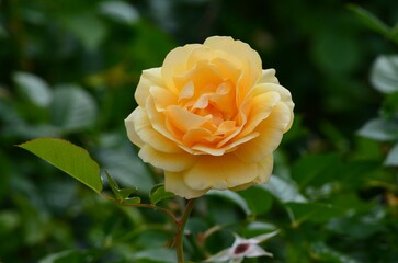 Yellow rose