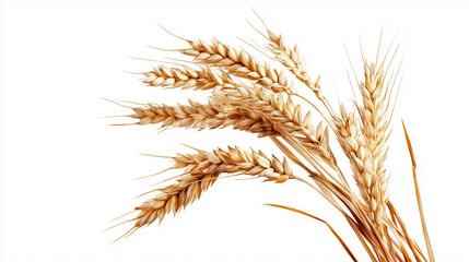 Fototapeta premium Barley on white background