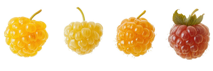 Four varieties of raspberries: yellow, golden, and red ripe fruit on transparent background png