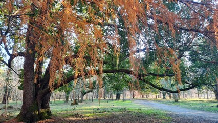 Sunny day in autumn forest, coniferous trees