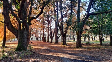 Slow walk along a path in the autumn forest