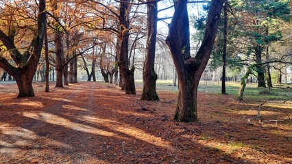 Beautiful alley in the autumn forest