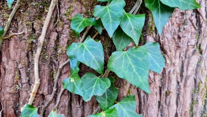Bright green ivy on a tree trunk