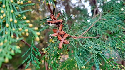Branches with green needles close-up in the park