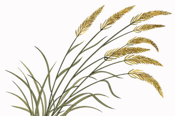 Fototapeta premium A photograph of a small bouquet of ornamental grasses, featuring feathery, golden-brown plumes and slender green stems, set against a plain white background. The grasses are arranged in a loose, natu