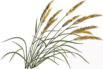 Obraz premium A photograph of a small bouquet of ornamental grasses, featuring feathery, golden-brown plumes and slender green stems, set against a plain white background. The grasses are arranged in a loose, natu